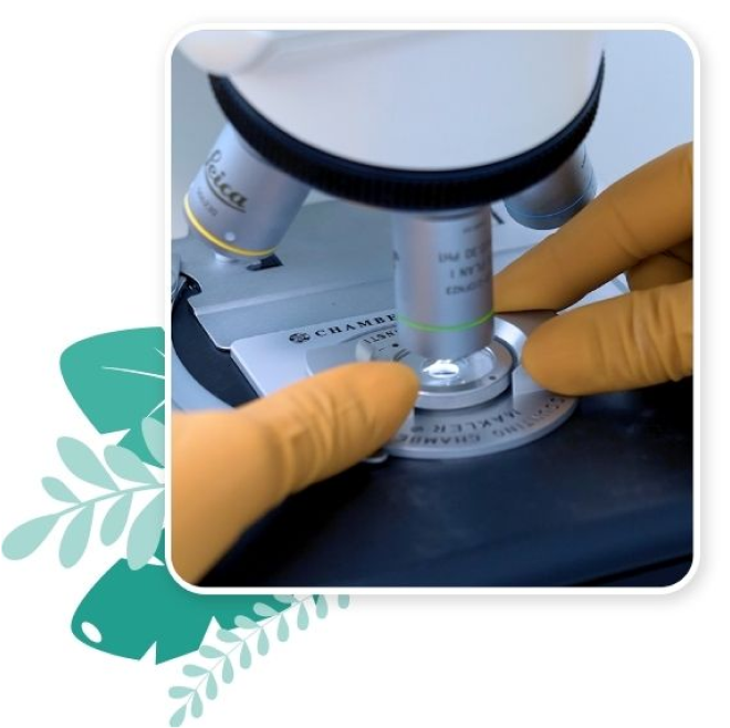 fecundacion in vitro madrid