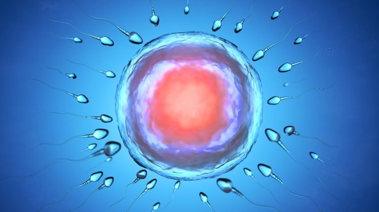 Illustration of sperm and egg cell. 3D illustration